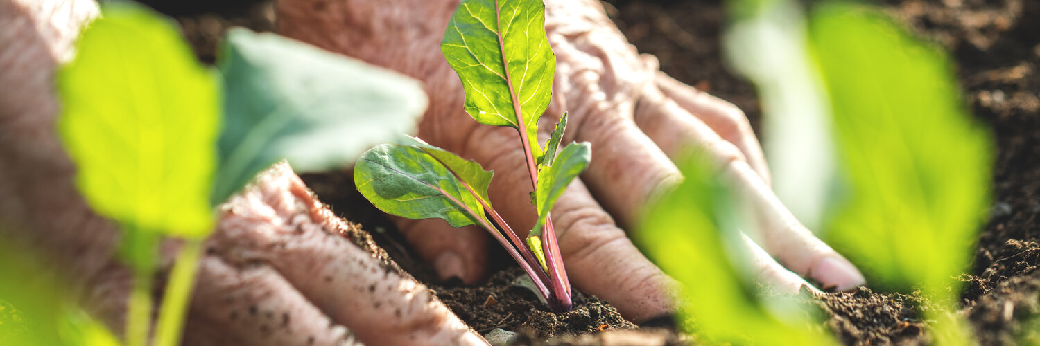 Farmer‚¥s,Hands,Planting,Kohlrabi,Seedling,In,Vegetable,Garden.,Gardening,At