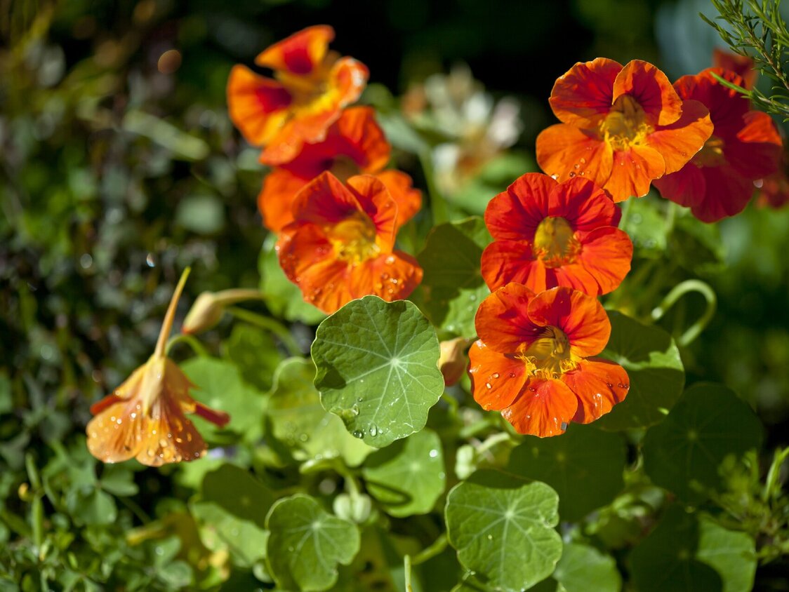 Nahaufnahme einer Kapuzinerkresse.