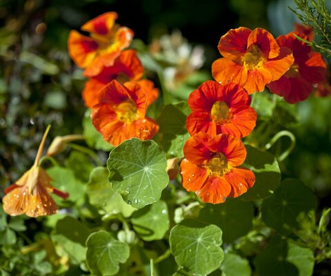 Nahaufnahme einer Kapuzinerkresse.