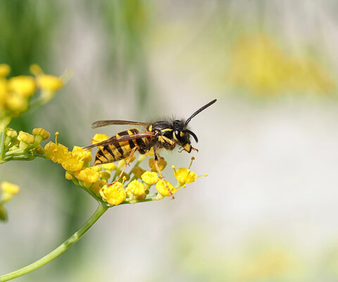 Eine Wespe sitzt auf einen gelben Blüte.