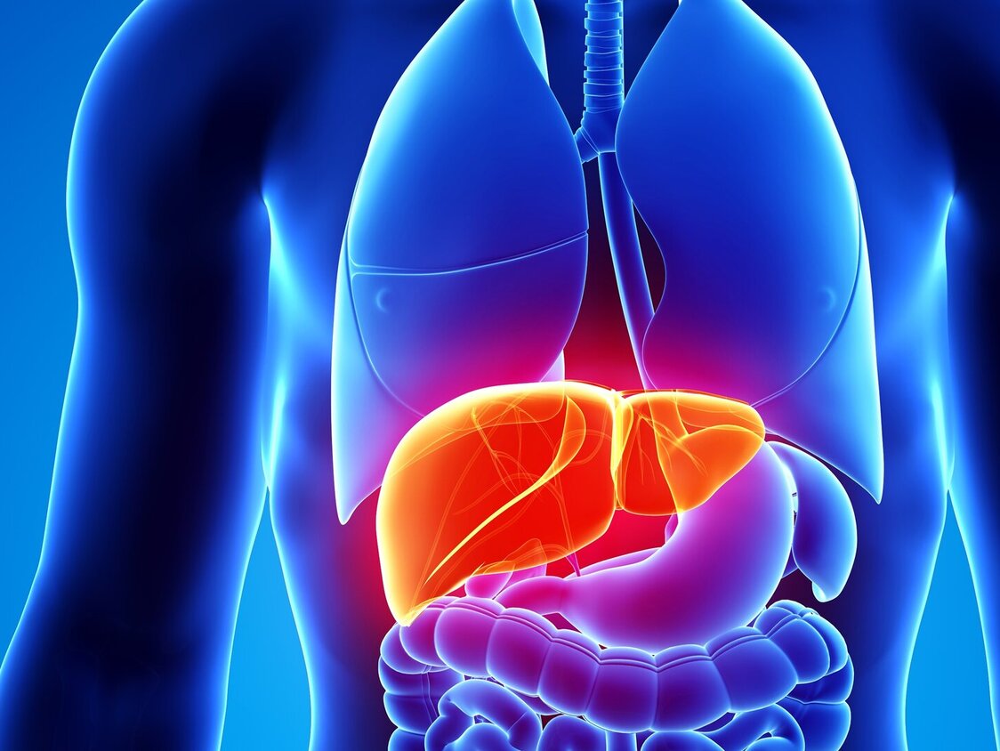Die Leber wird als Illustration innerhalb eines Körpers dargestellt.
