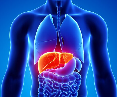 Die Leber wird als Illustration innerhalb eines Körpers dargestellt.