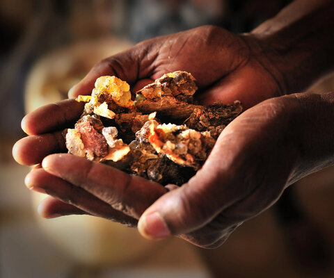 Somali dealers for natural resins present Frankincense at stores in Bosaso, Puntland