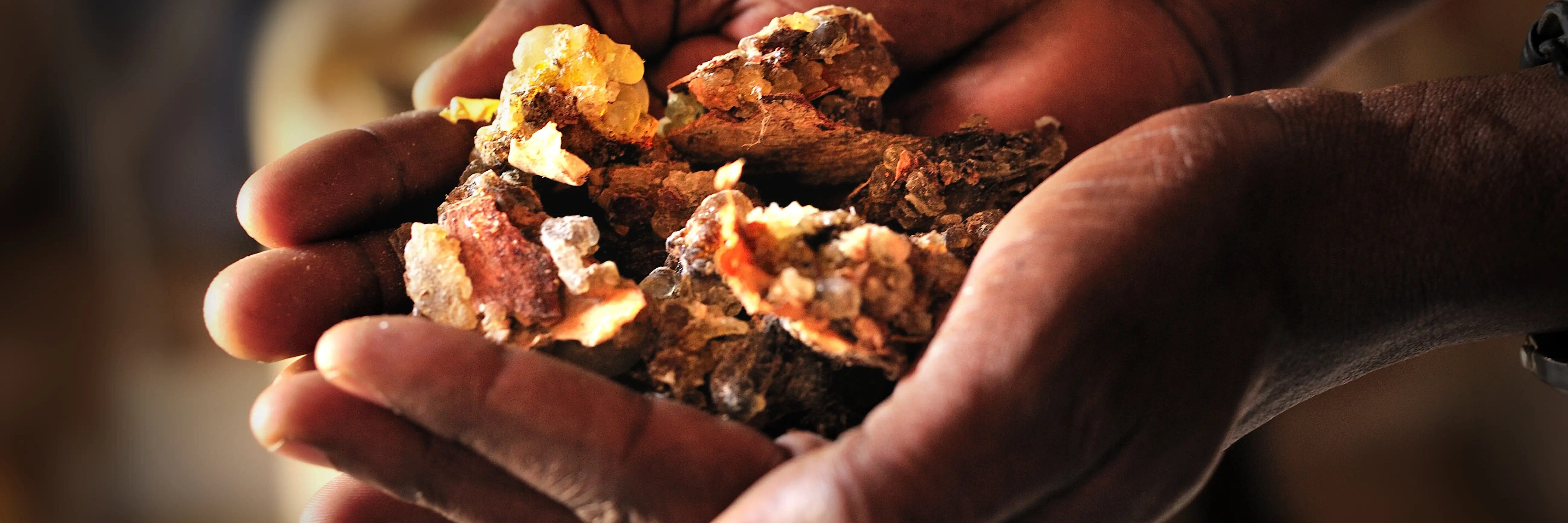 Somali dealers for natural resins present Frankincense at stores in Bosaso, Puntland