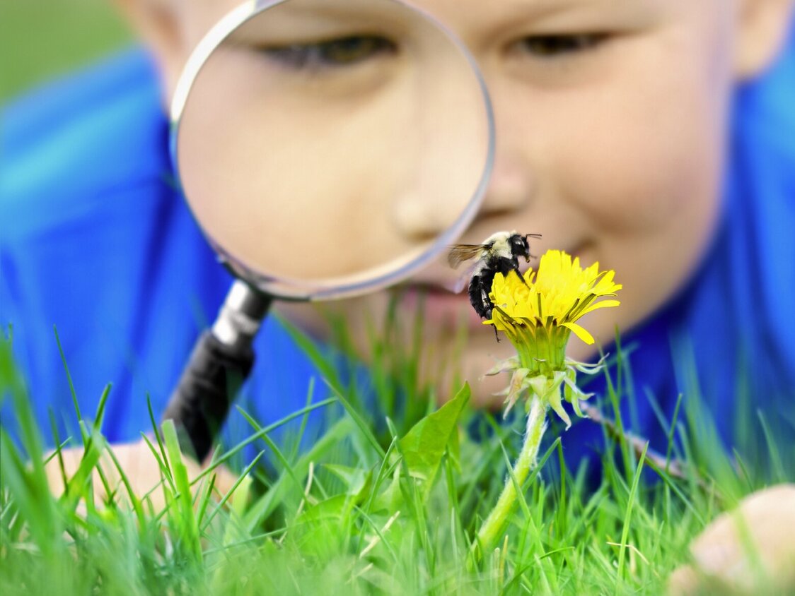 Ein Kind guckt sich mit einer Lupe eine Biene an, die auf einem Löwenzahn sitzt.
