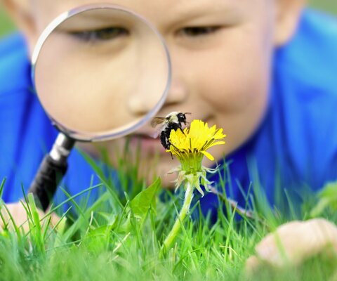Ein Kind guckt sich mit einer Lupe eine Biene an, die auf einem Löwenzahn sitzt.