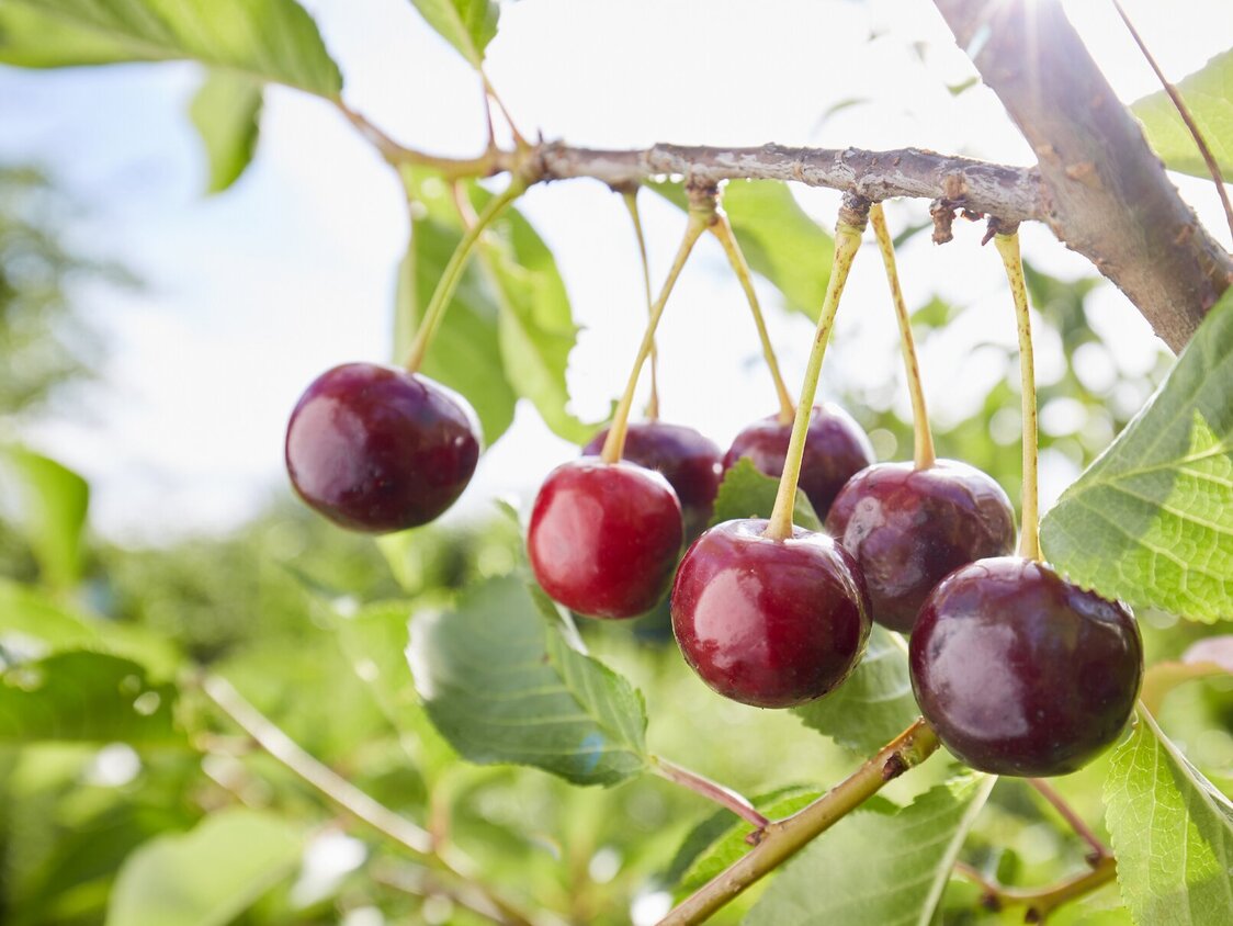 Kirschen in der Nahaufnahme an einem Baum.