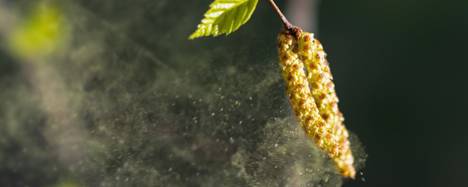 Birkenpollen, vom Wind aufgeblasen.
