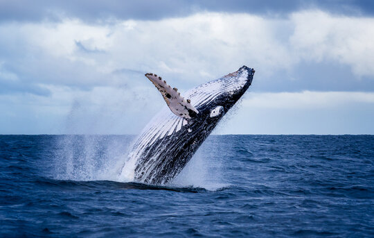 Foto von einem Buckelwal, der aus dem Wasser springt.