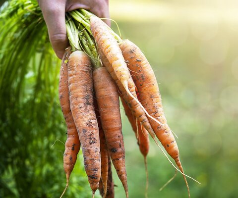 Ein Bündel frischer Karotten in der Hand. 