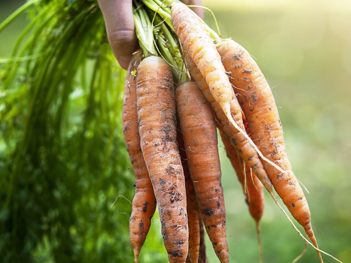 Ein Bündel frischer Karotten in der Hand. 