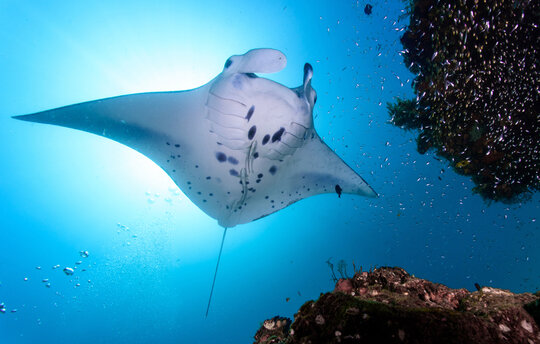 Unterwasseraufnahme von der Unterseite eines Mantarochens. Darum herum schwimmen einige kleinere Fische und Teile eines Riffs sind zu sehen. 