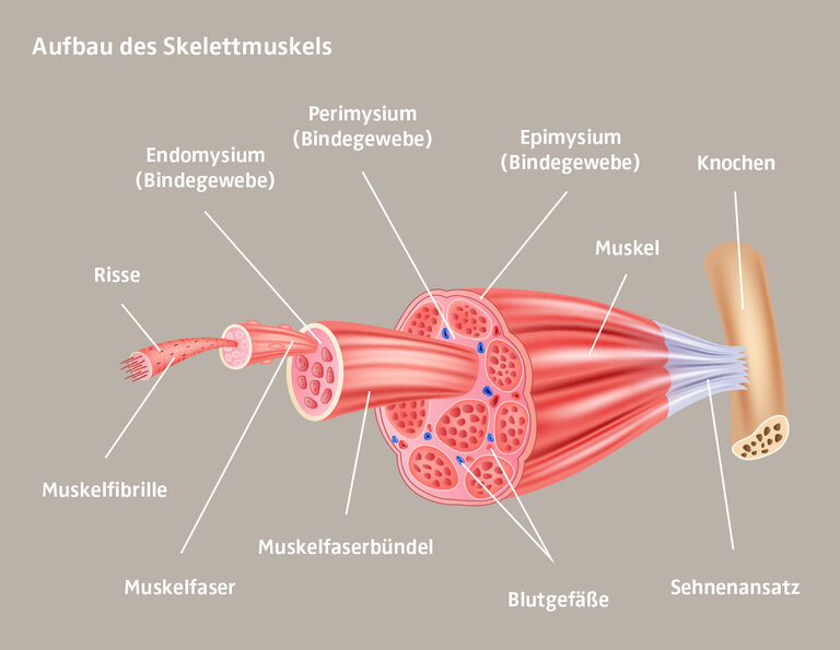 Illustration der Anatomie der Skelettmuskulatur