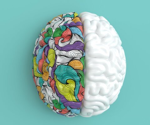 Das Modell eines Gehirns, die linke Hirnhälfte in weiß, die rechte farbig. Es liegt auf einem blauen Untergrund.