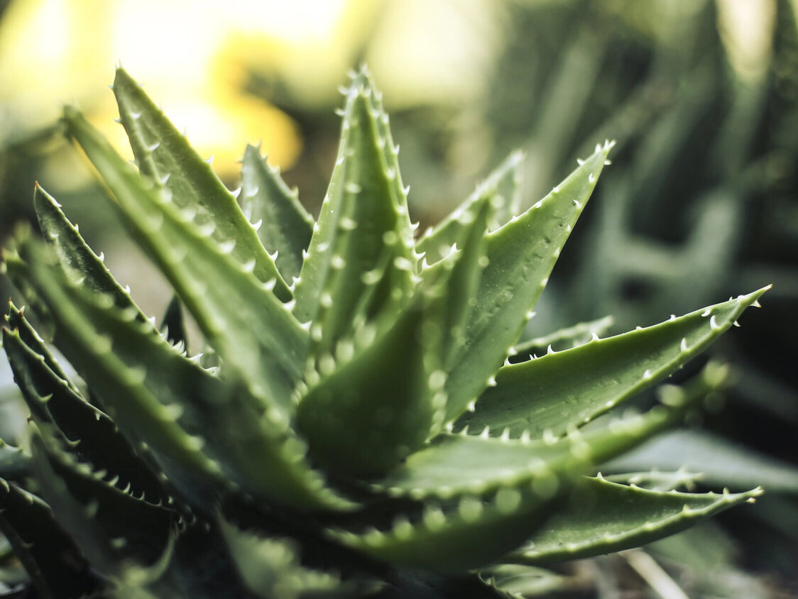 Eine Aloe Vera Pflanze ist abgebildet.