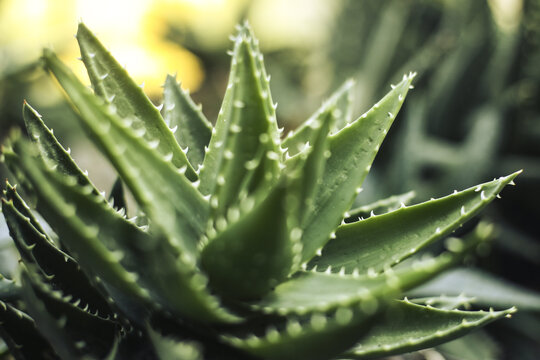 Eine Aloe Vera Pflanze ist abgebildet.