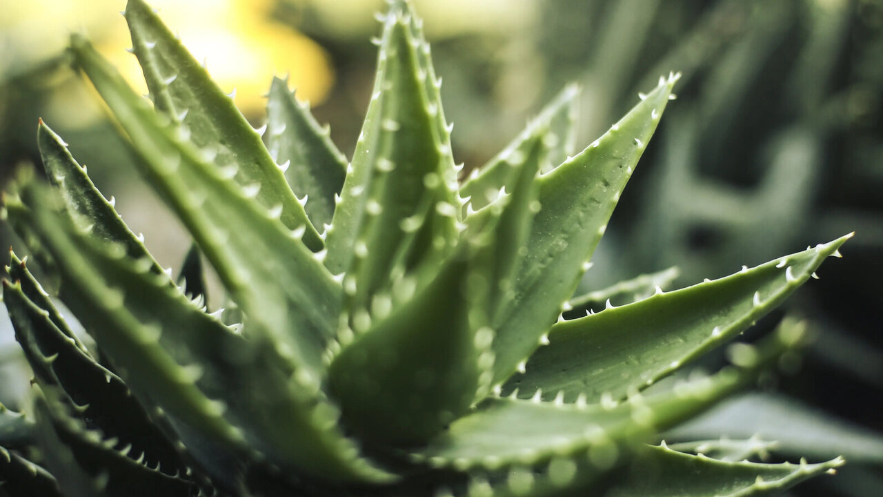 aloe vera for nails Queens