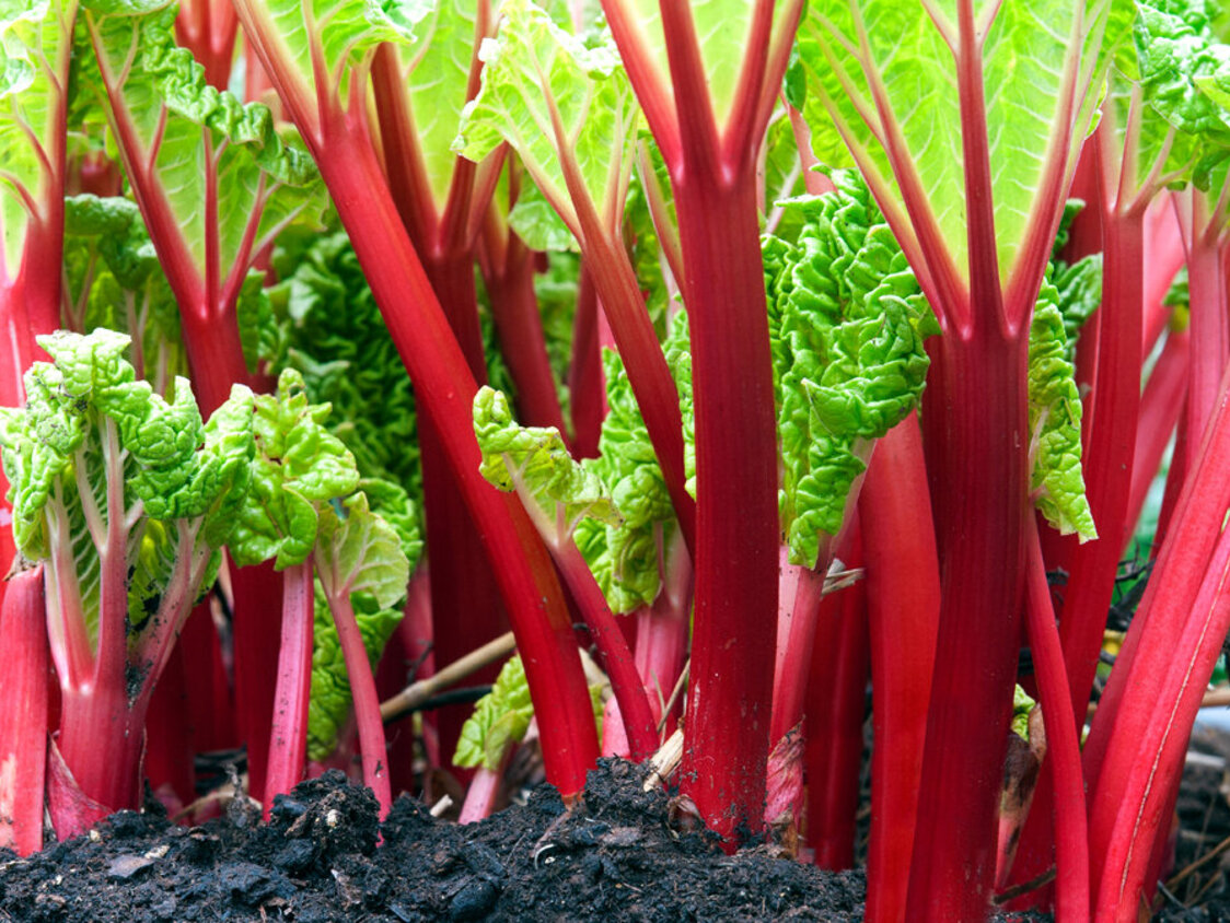Close-up,Of,Rhubarb,Red,Stems,In,The,Vegetable,Garden,With