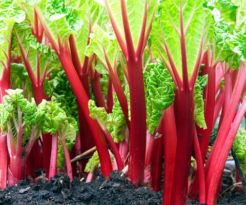 Close-up,Of,Rhubarb,Red,Stems,In,The,Vegetable,Garden,With