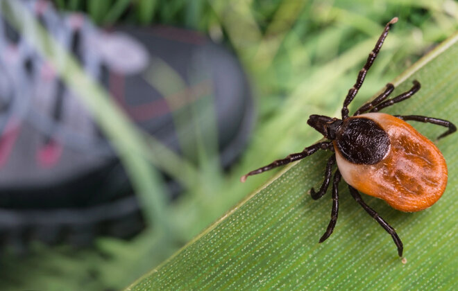 Zecke sitzt auf einem Blatt. Im Hintergrund ist ein Wanderschuh verschwommen zu erkennen.