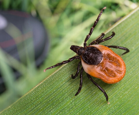 Zecke sitzt auf einem Blatt. Im Hintergrund ist ein Wanderschuh verschwommen zu erkennen.