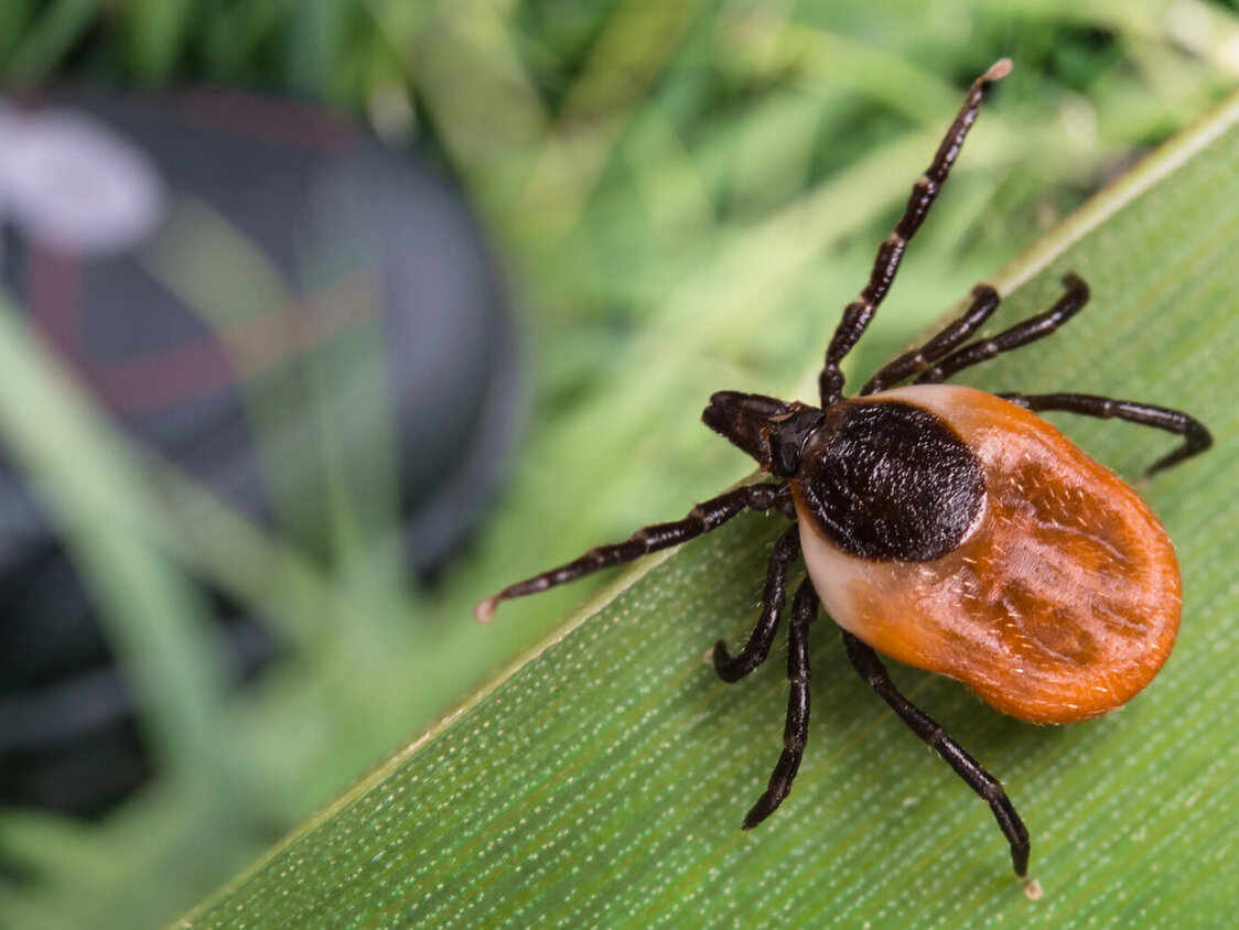 Zecke sitzt auf einem Blatt. Im Hintergrund ist ein Wanderschuh verschwommen zu erkennen.