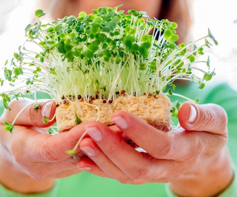 Zwei Hände halten einen mit Kresse bewachsenen Schwamm