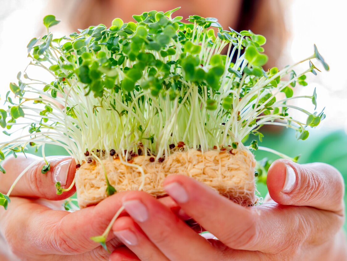 Zwei Hände halten einen mit Kresse bewachsenen Schwamm