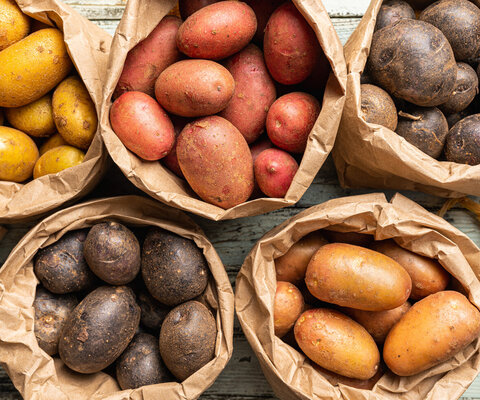 Verschiedene Sorten Kartoffeln in den Farben gelb, rot, lila in Papiertüten. 