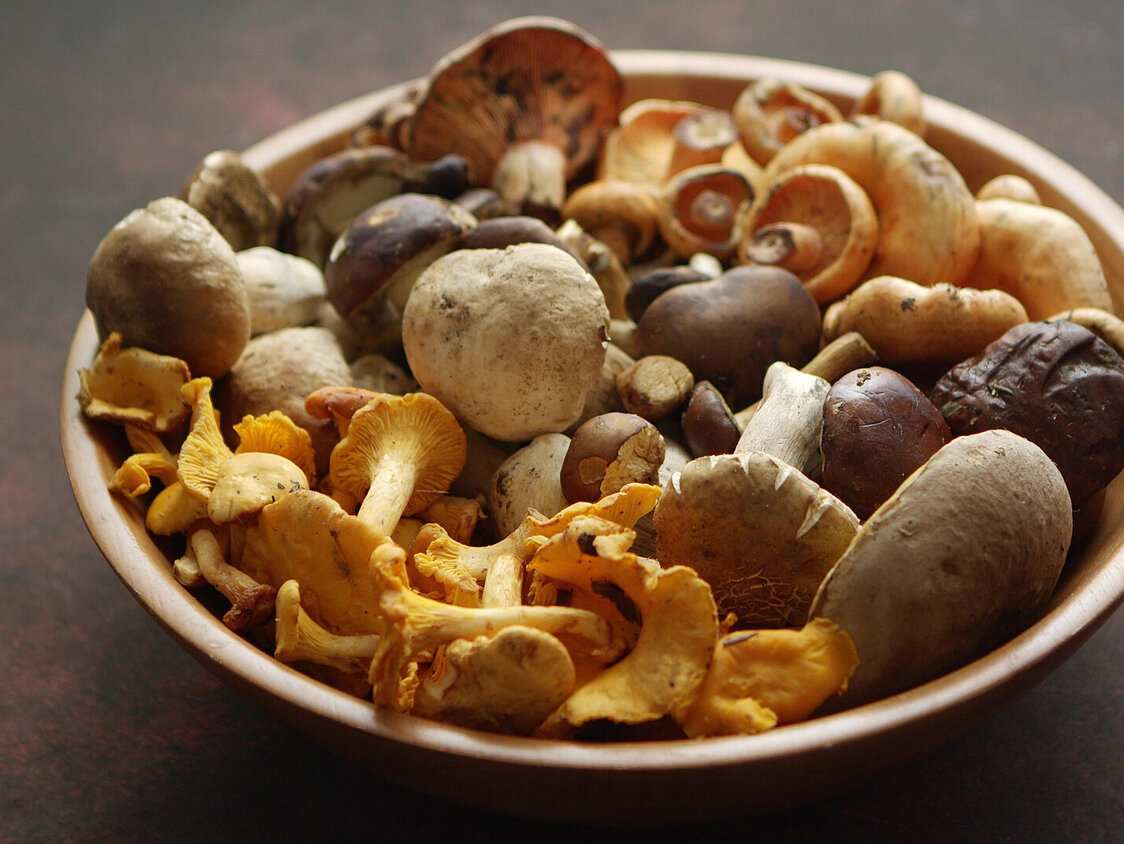 Verschiedene, essbare Pilzsorten liegen in einer Schale.