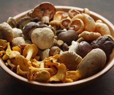 Verschiedene, essbare Pilzsorten liegen in einer Schale.