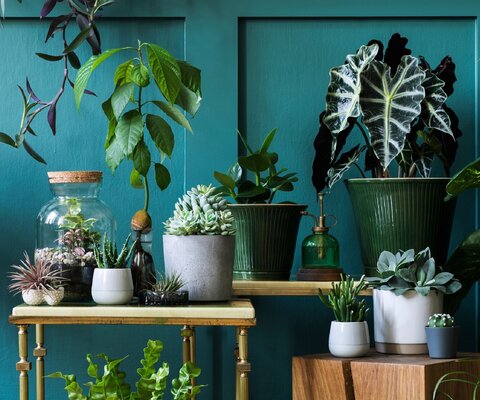 Viele verschiedene, grüne Pflanzen auf Tischen in unterschiedlichen Höhen vor einer petrolfarbenen Wand.