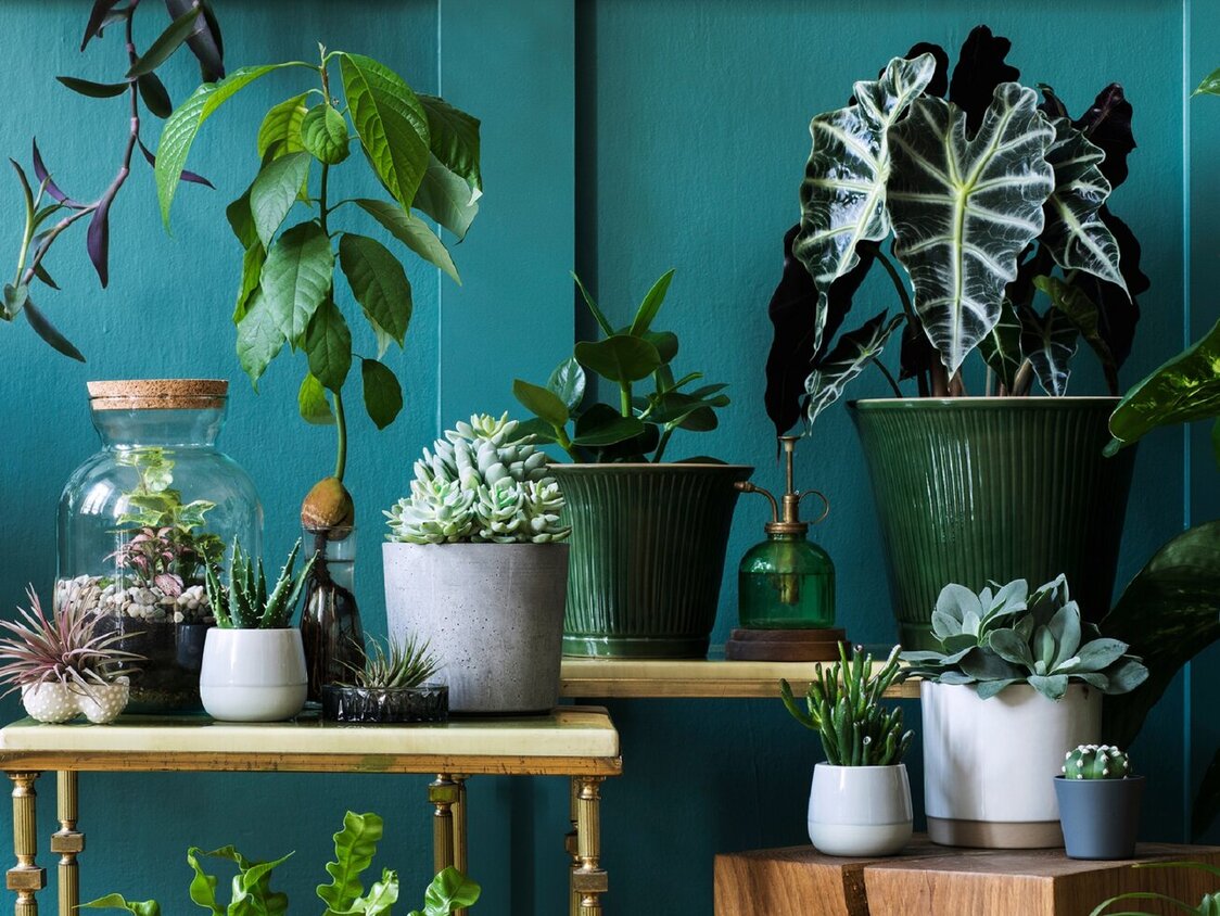 Viele verschiedene, grüne Pflanzen auf Tischen in unterschiedlichen Höhen vor einer petrolfarbenen Wand.