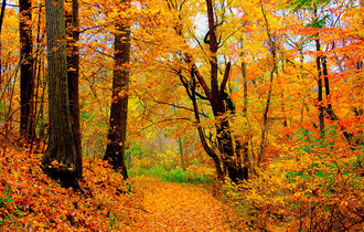 Ein Waldweg voll von bunten, herbstlichen Blättern.