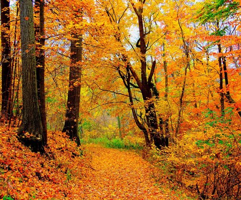 Ein Waldweg voll von bunten, herbstlichen Blättern.