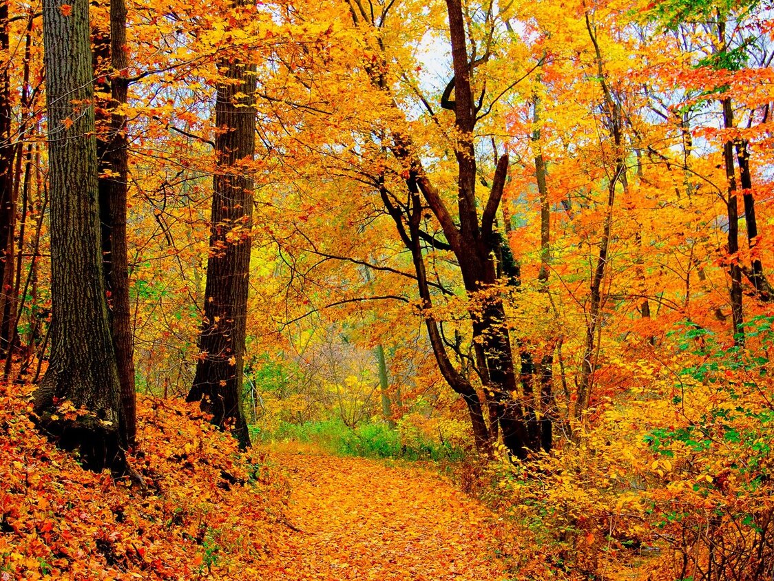 Ein Waldweg voll von bunten, herbstlichen Blättern.