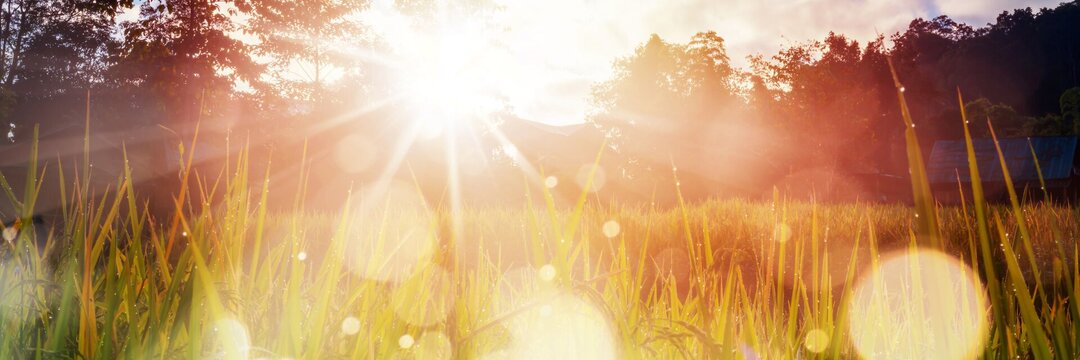 Grashalme im Sonnenlicht.