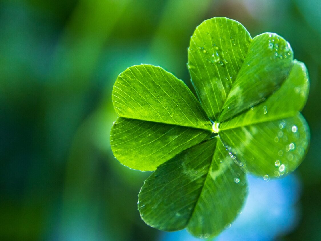 Nahaufnahme von einem vierblättrigen Kleeblatt.