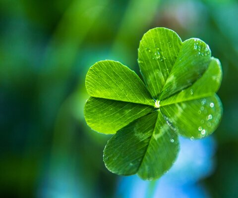 Nahaufnahme von einem vierblättrigen Kleeblatt.