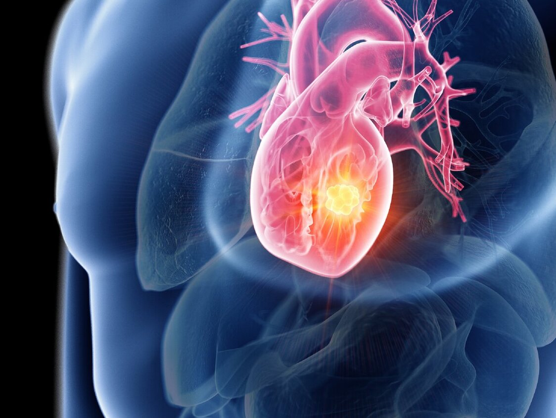 Herz wird in einem durchsichtigen Körper dargestellt.