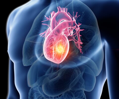 Herz wird in einem durchsichtigen Körper dargestellt.