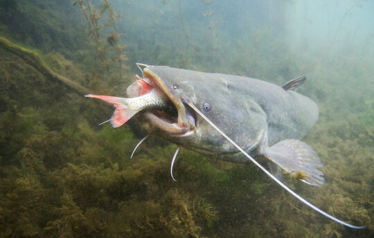 Unterwasseraufnahme von einem großen Wels, der einen andern Fisch verschlingt. 