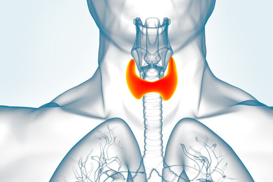 Thyroid,Gland,Anatomy,For,Medical,Concept,3d,Illustration
