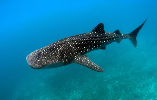 Whale shark swimming underwater, Dumaguete, Oslob, Philippines
