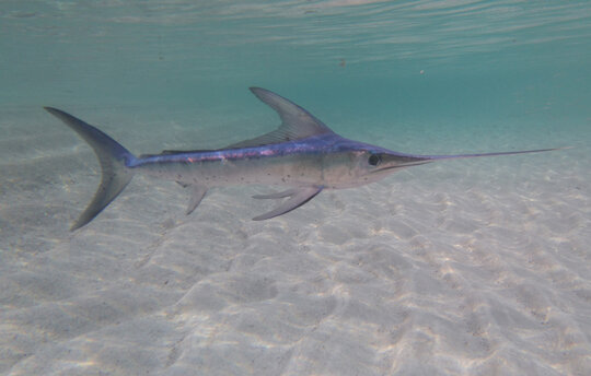 Swordfish,On,The,Beach