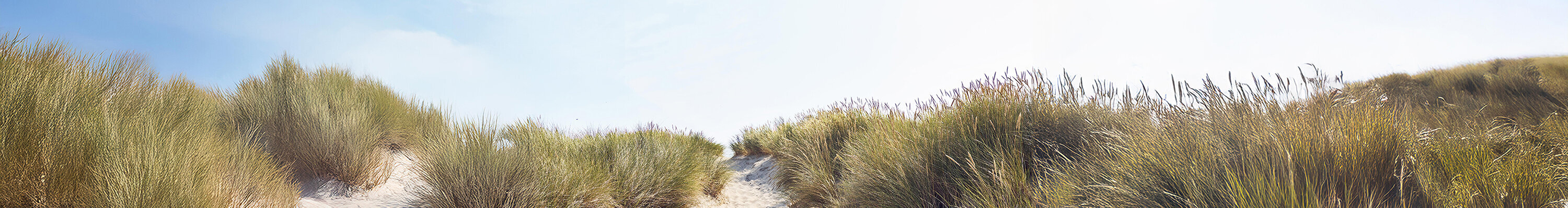 Ein Sandweg zwischen einer Düne.