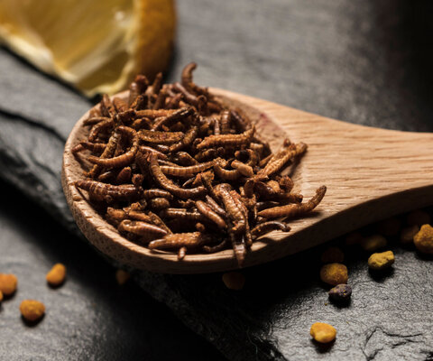 Auf einem Holzlöffel sind getrocknete Insekten.