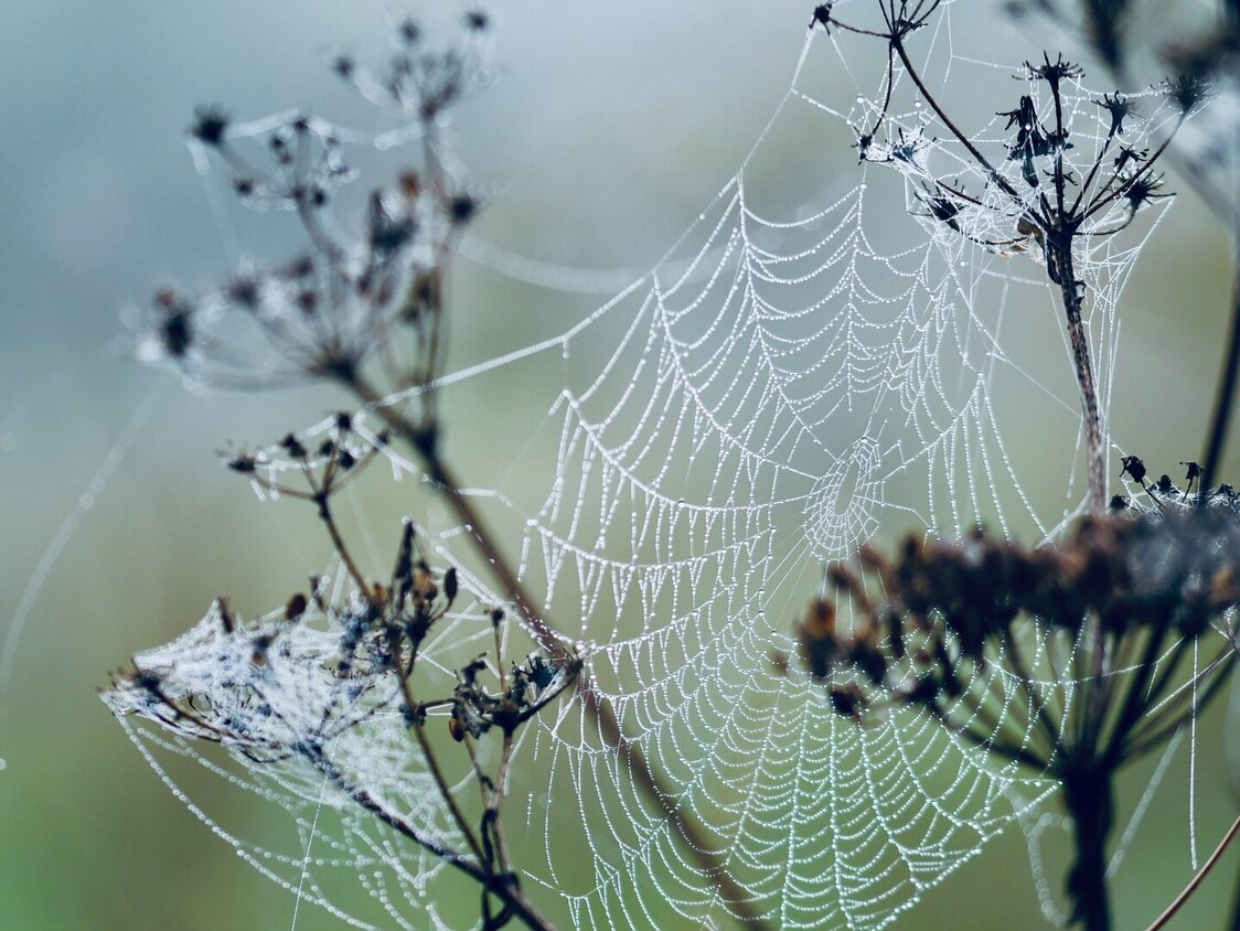 Feine und zarte Spinnweben, die im Tau sichtbar sind und zwischen den Pflanzenstängeln hängen