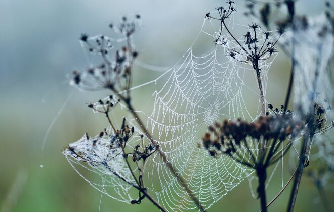 Feine und zarte Spinnweben, die im Tau sichtbar sind und zwischen den Pflanzenstängeln hängen