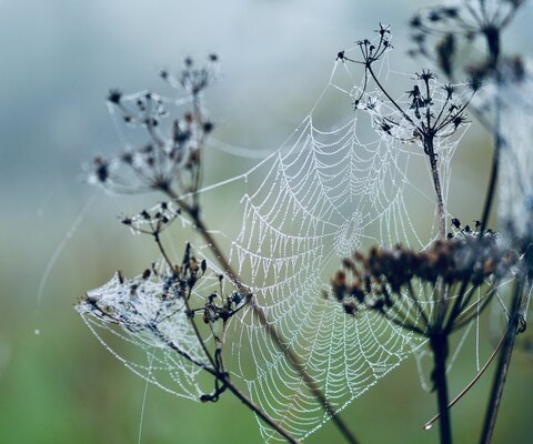 Feine und zarte Spinnweben, die im Tau sichtbar sind und zwischen den Pflanzenstängeln hängen